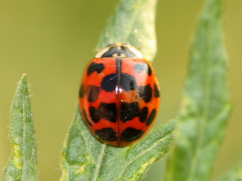 Coccinellidae:...ennesima variet di Harmonia axyridis